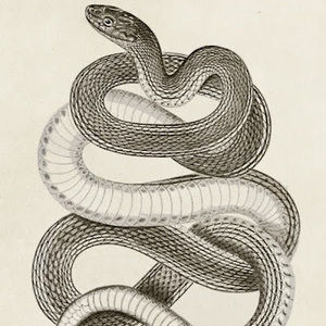 Meet your Posher, Elysian